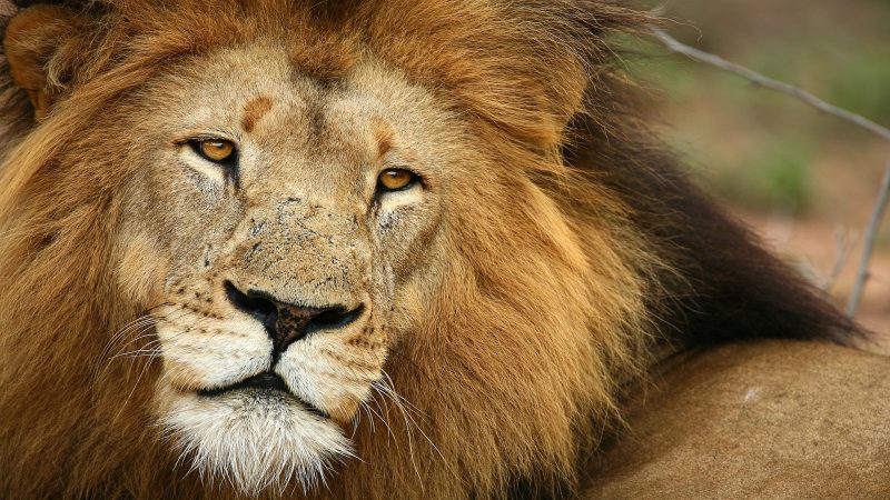 AndBeyond Ngala Safari Lodge - Lion