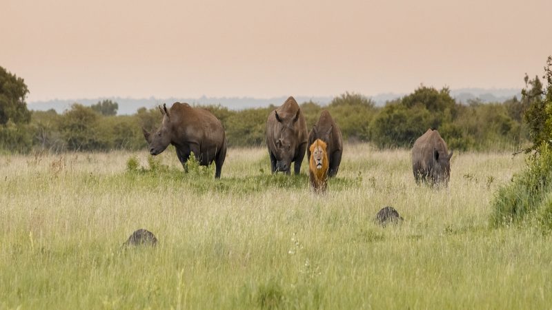 andBeyond Phinda Private Game Reserve - Homestead - Wildlife