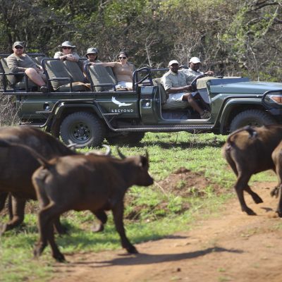 Sole Safari At Phinda Homestead