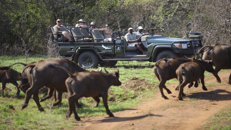 andBeyond Phinda Private Game Reserve - Homestead - Wildlife